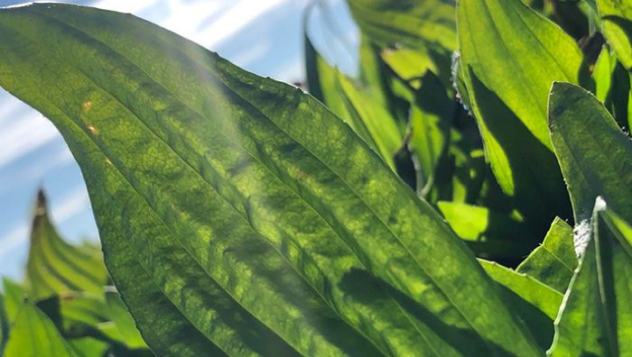 Ecotain leaf photo close up